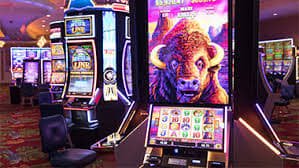 dbbet